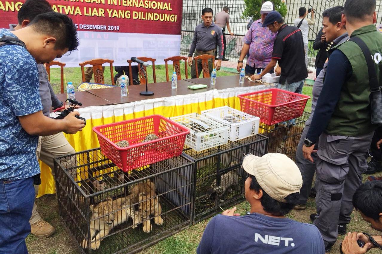 Polda Riau bersama BBKSDA Riau berhasil menggagalkan aksi perdagangan satwa dilindungi.