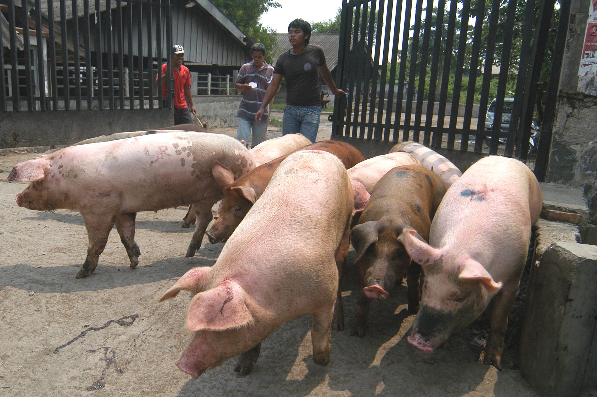 Ilustrasi: Pekerja menggiring sejumlah babi yang siap dipotong di Rumah Pemotongan Hewan ( Babi)