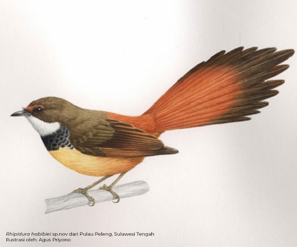 Ilustrasi Rhipidura habibiei dari Pulau Peleng, Sulawesi Tengah