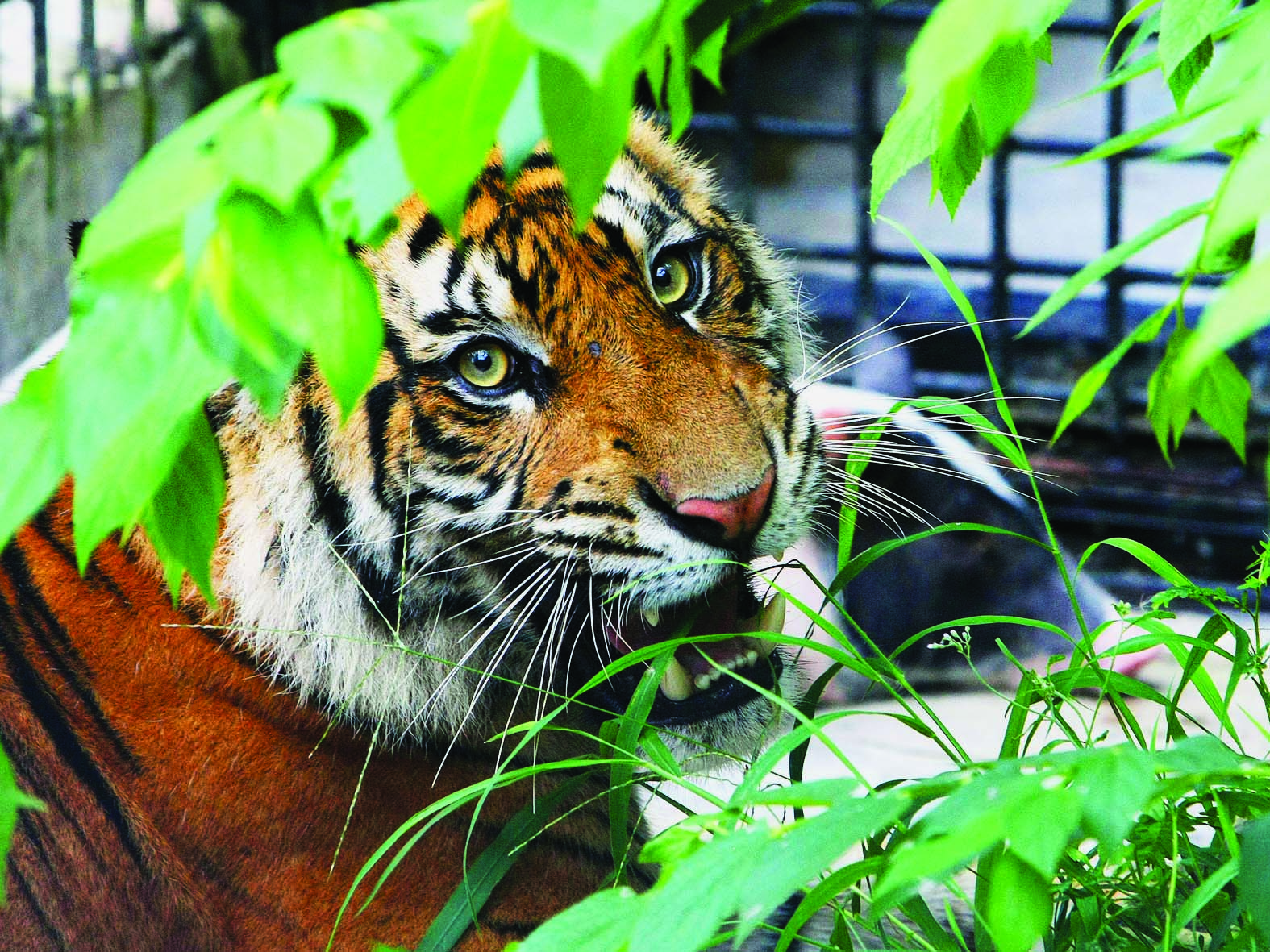 Harimau sumatra saat diturunkan staf Artha Graha Peduli (AGP) dari pesawat Cessna setibanya di Lapangan Udara Tampang Blimbing.