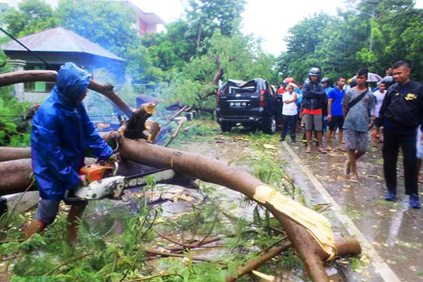 Angin Kencang di NTT, Satu Orang Tewas Tertimpa Pohon Tumbang