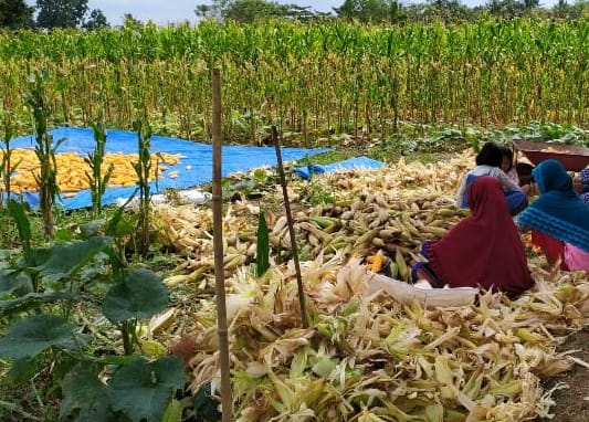 Petani di Gowa bersyukur masih bisa panen, meskipun hasilnya turun 10%.