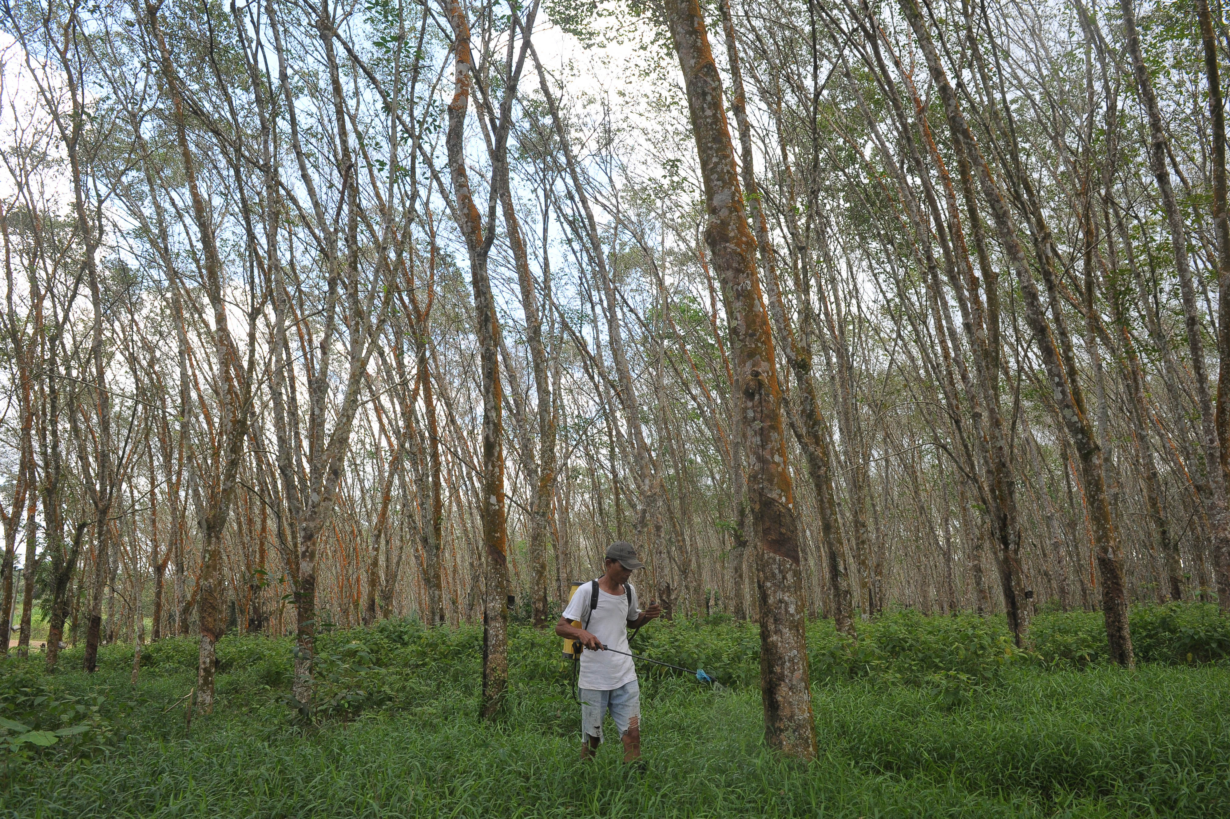 harga karet di Sumatra Selatan mengalami penurunan hingga 5% akibat merebaknya virus korona di Tiongkok. 