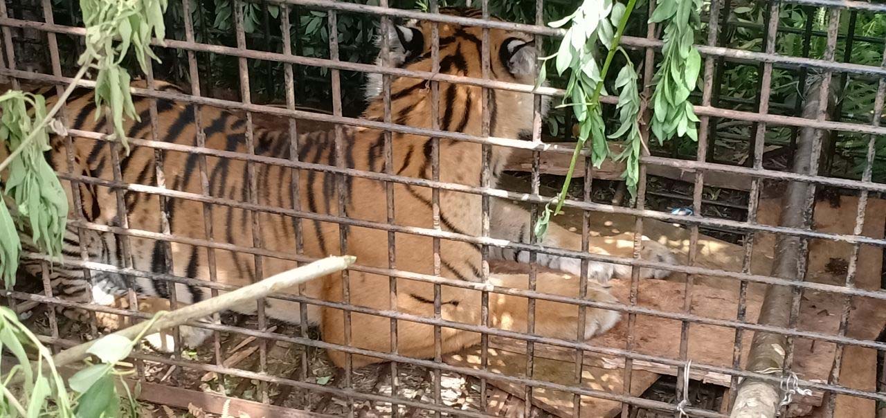 Satu ekor harimau Sumatra masuk perangkap yang dipasang BKSDA Sumsel.