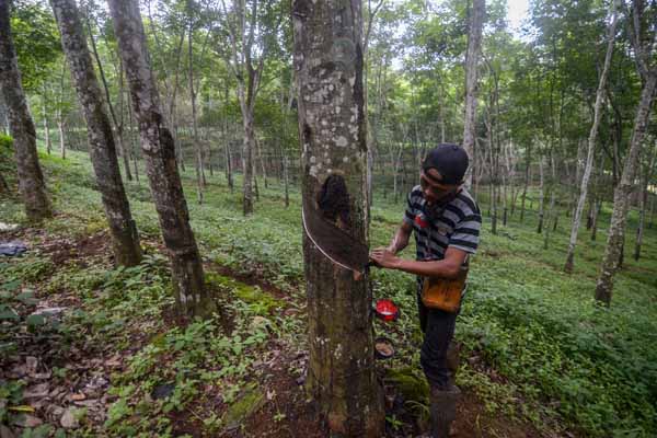 Pekerja menyadap karet di perkebunan karet Cigentur, Cikalong Wetan, Kabupaten Bandung Barat, Jawa Barat.