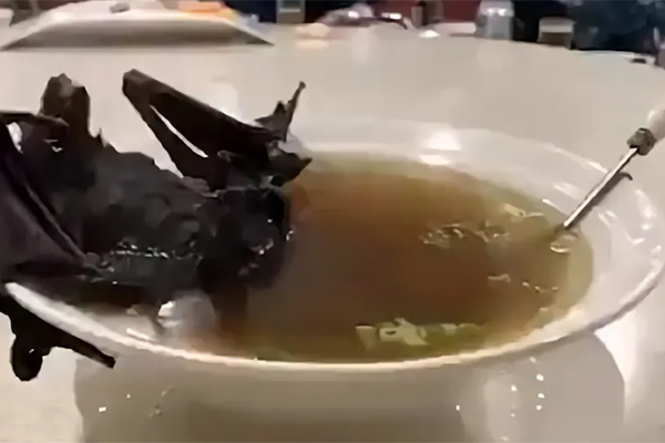 Sup kelelawar di Wuhan diduga sebagai perantara virus korona