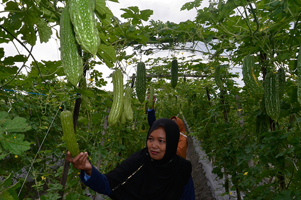 Kementan Maksimalkan Potensi Pertanian Sumatera Selatan