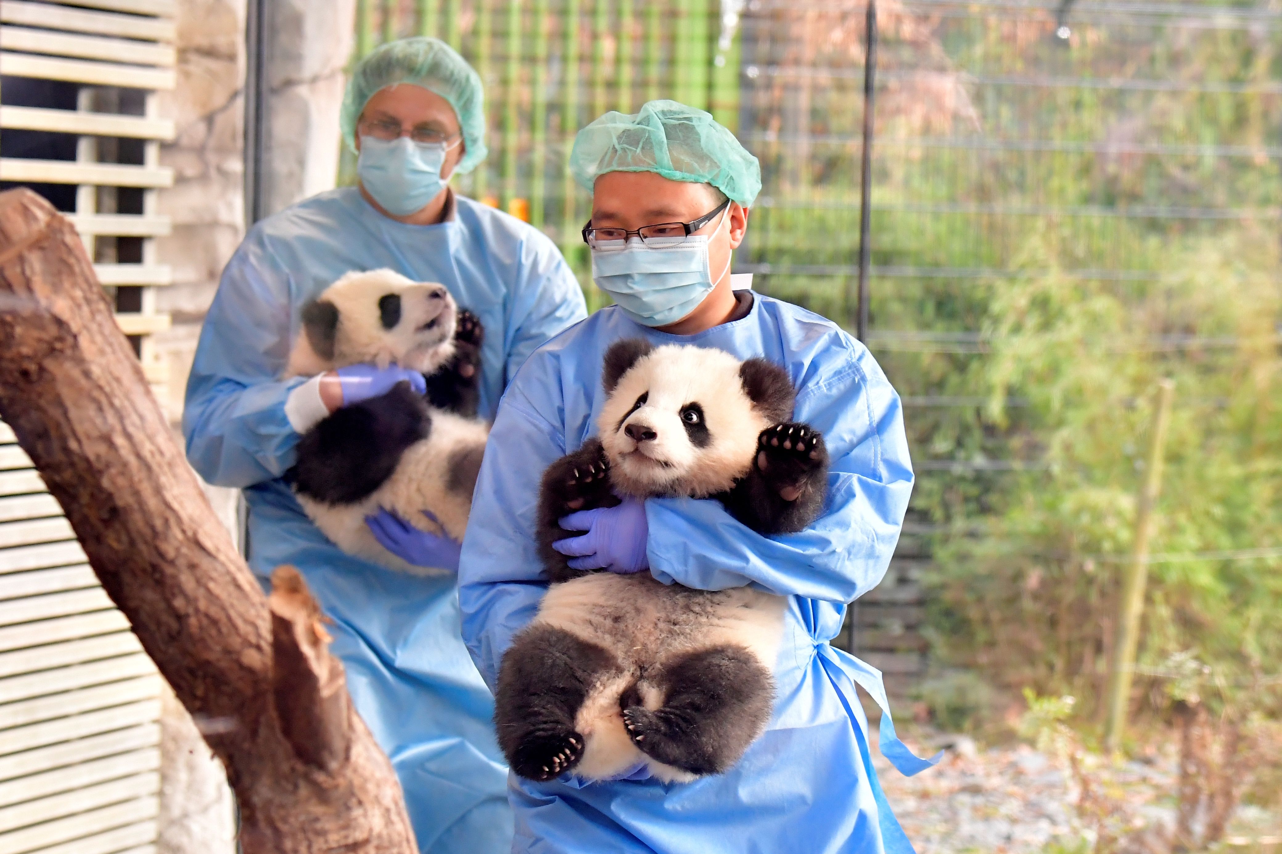 Sepasang bayi panda kembar, Meng Xiang dan Meng Yuan, dibawa pengasuh mereka untuk diperkenalkan kepada publik
