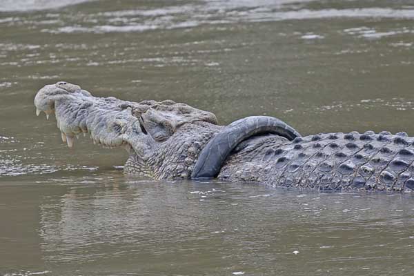 Seekor buaya liar terjerat ban sepeda motor muncul di Sungai Palu, Sulawesi Tengah, Selasa (14/1).