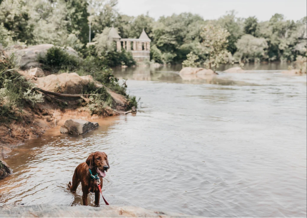 Kiat Menjaga Piaraan Aman Saat Banjir