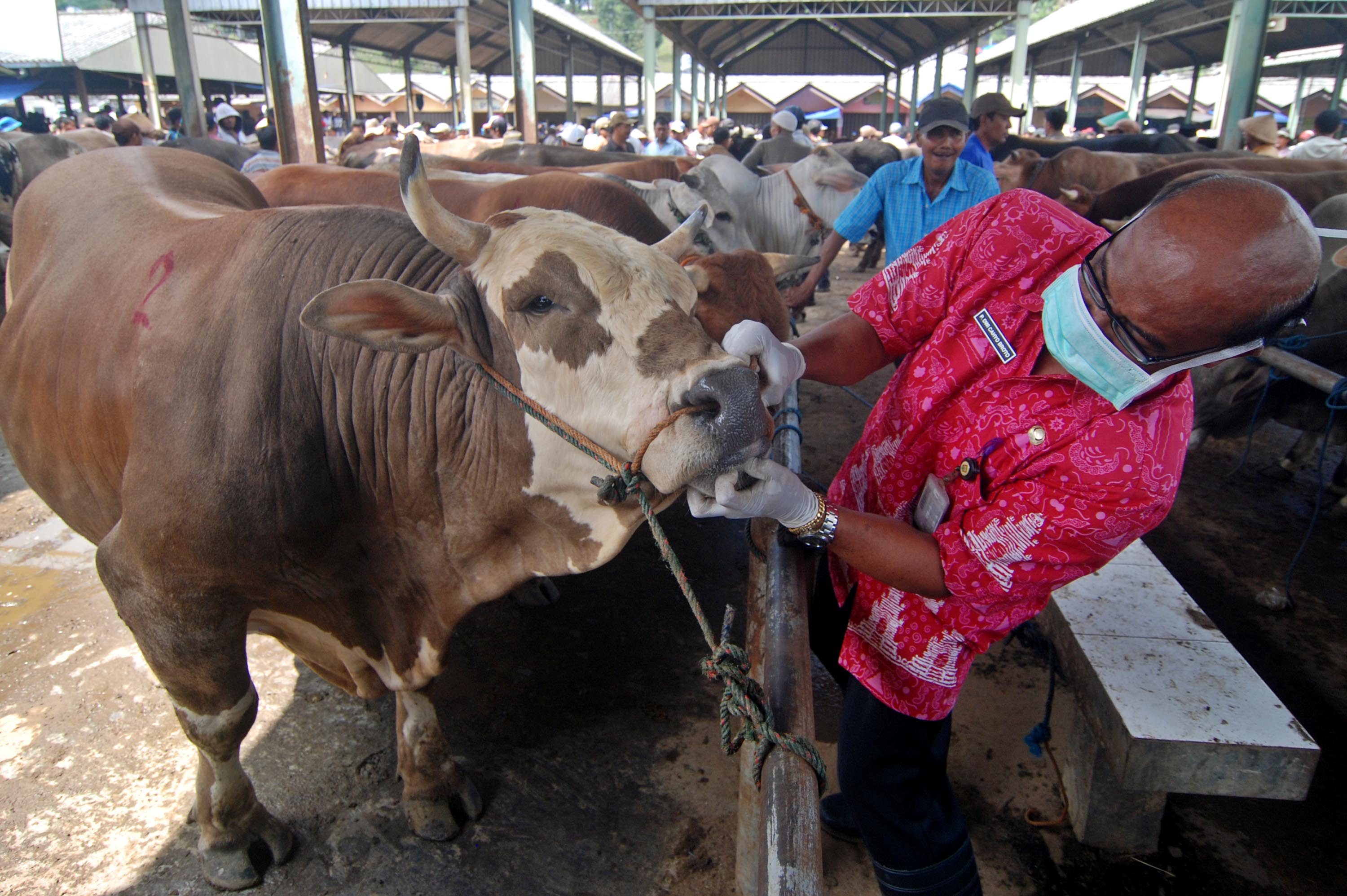 Petugas memeriksa mulut sapi. Pemeriksaan hewan secara intensif untuk mencegah penyebaran penyakit hewan, khususnya antraks.
