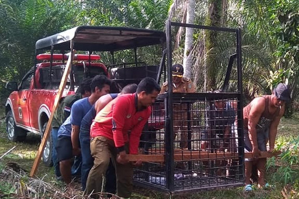  Beruang Madu Masuk Pemukiman Warga di Dumai