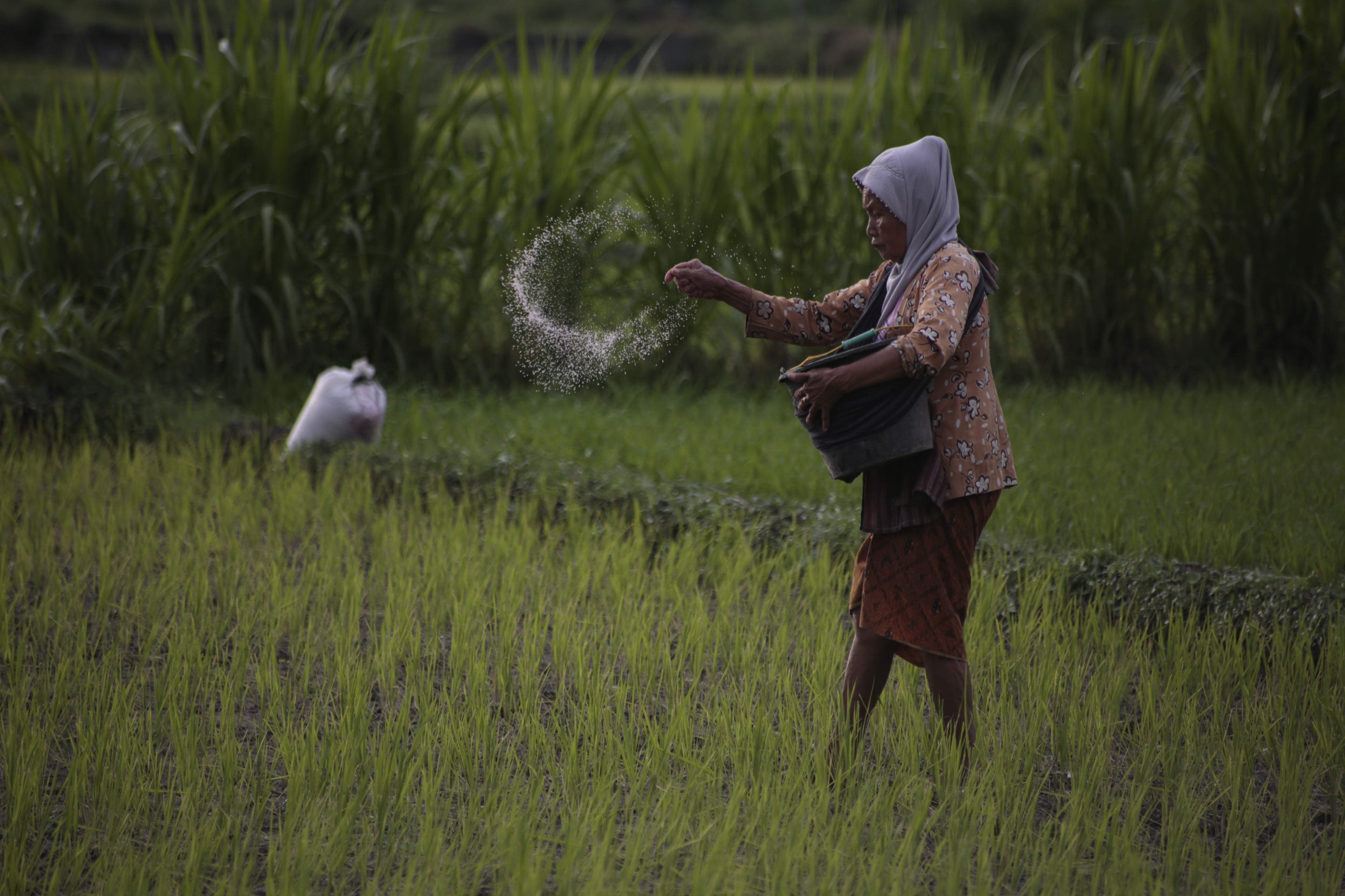 Petani tengah menaburkan pupuk bersubsidi di lahan padi,