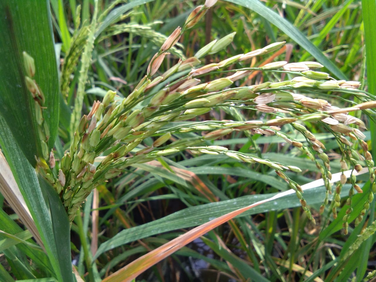 Penyakit busuk bulir pada padi disebabkan bakteri Burkholderia glumae. 
