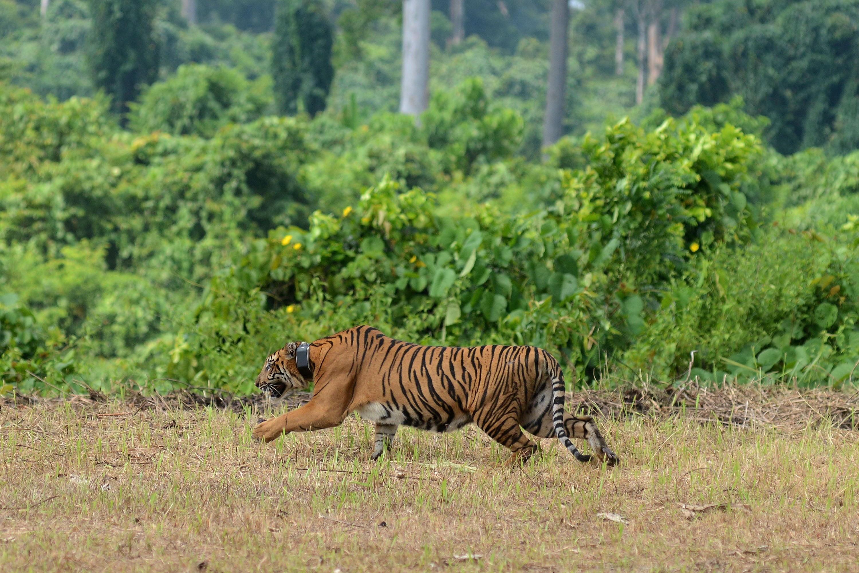  Anak Harimau Sumatra bernama Mulli berjalan menuju alam bebas setelah dilepasliarkan di Tambling Wildlife Nature Conservation (TWNC), 2017