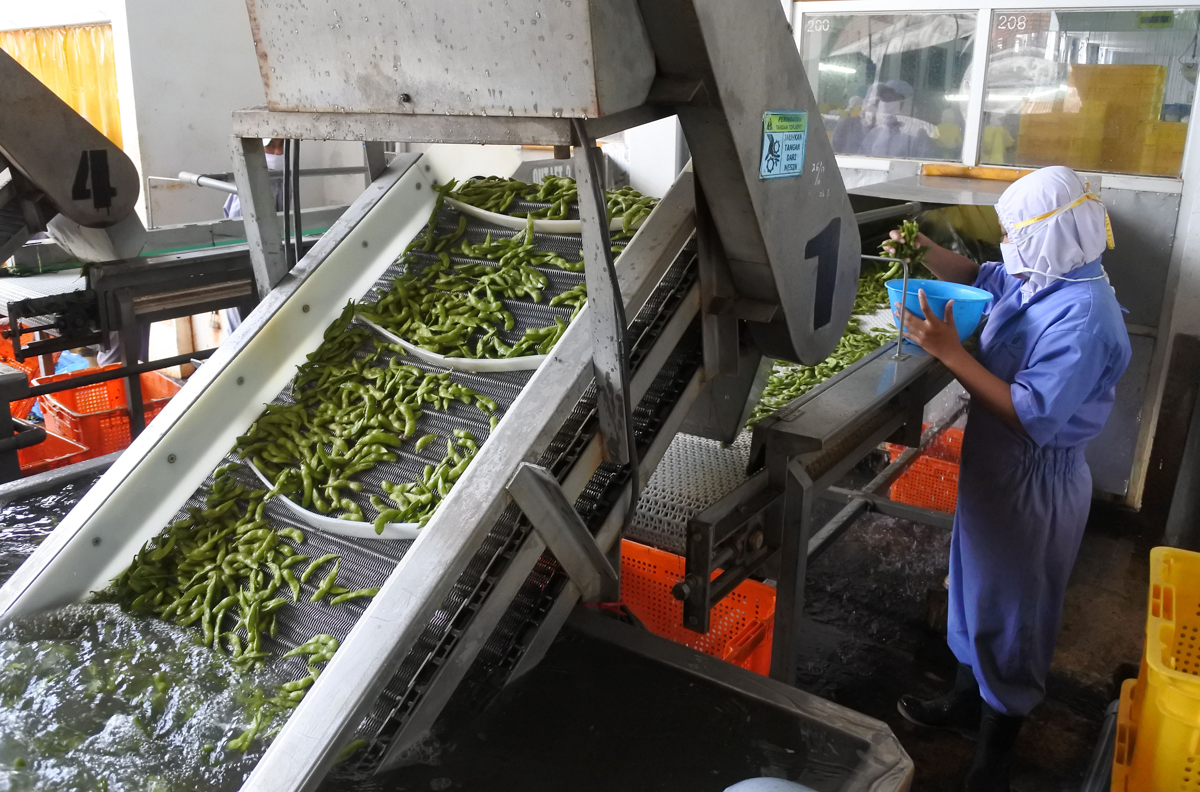 Pekerja melakukan proses pengolahan kedelai Edamame di PT Mitratani Dua Tujuh, Mangli, Jember, Jawa Timur. 