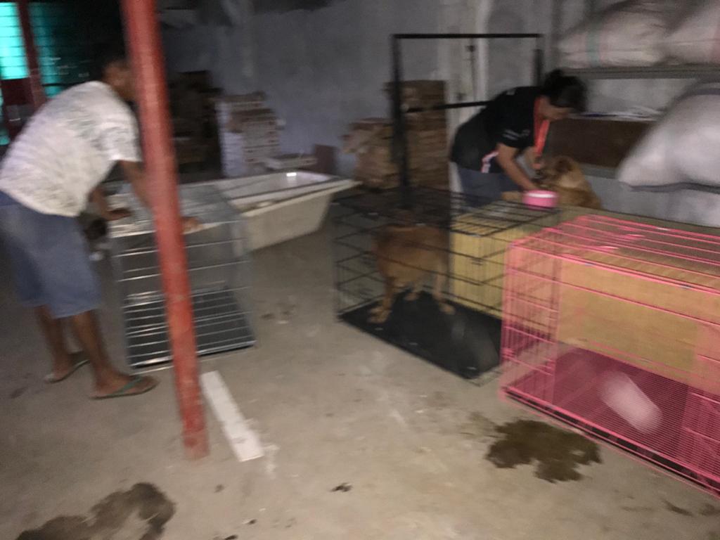 Delapan Ekor Anjing dan Kucing di Ciledug Indah Dievakuasi