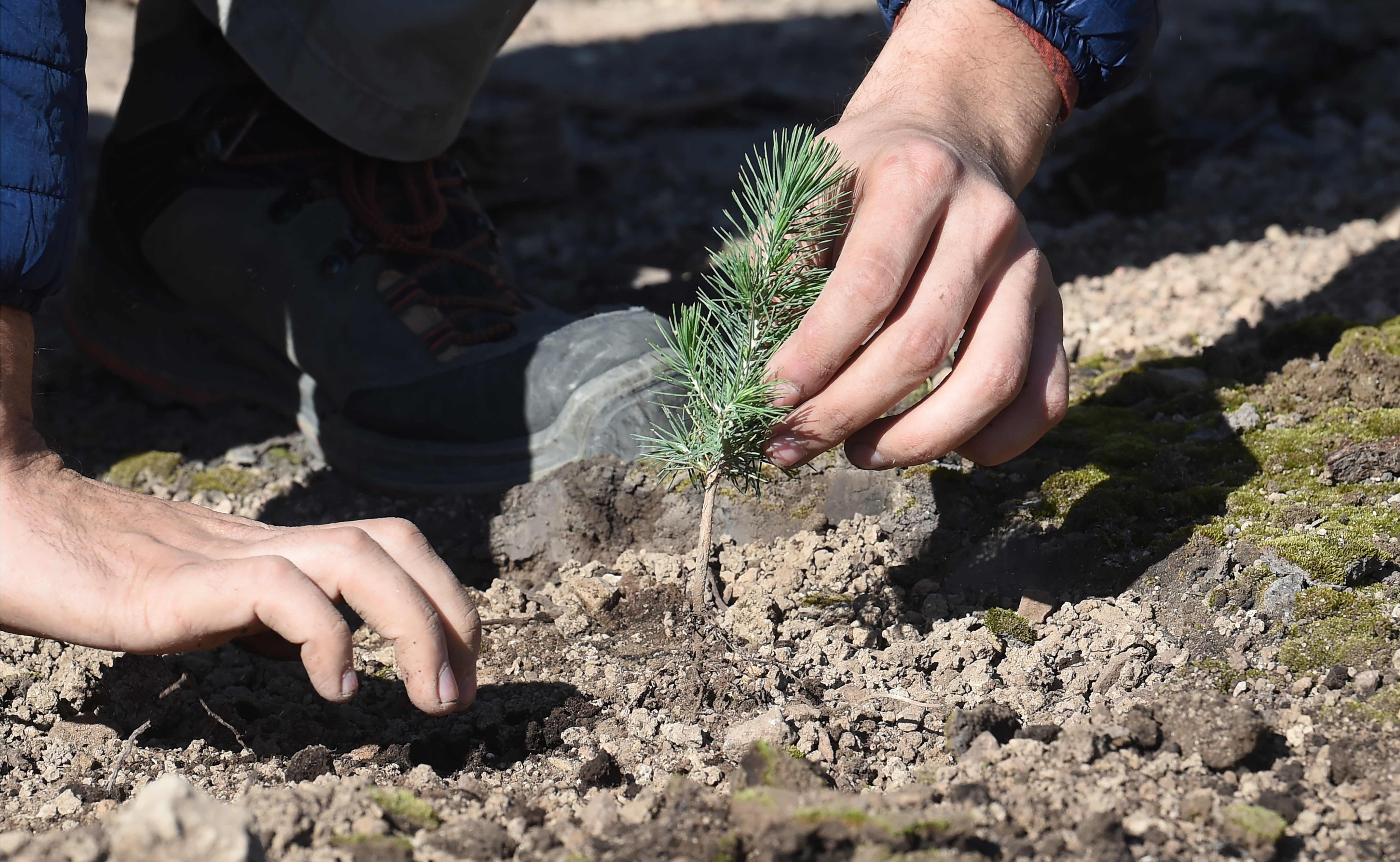 Kegoatan Menanam Pohon