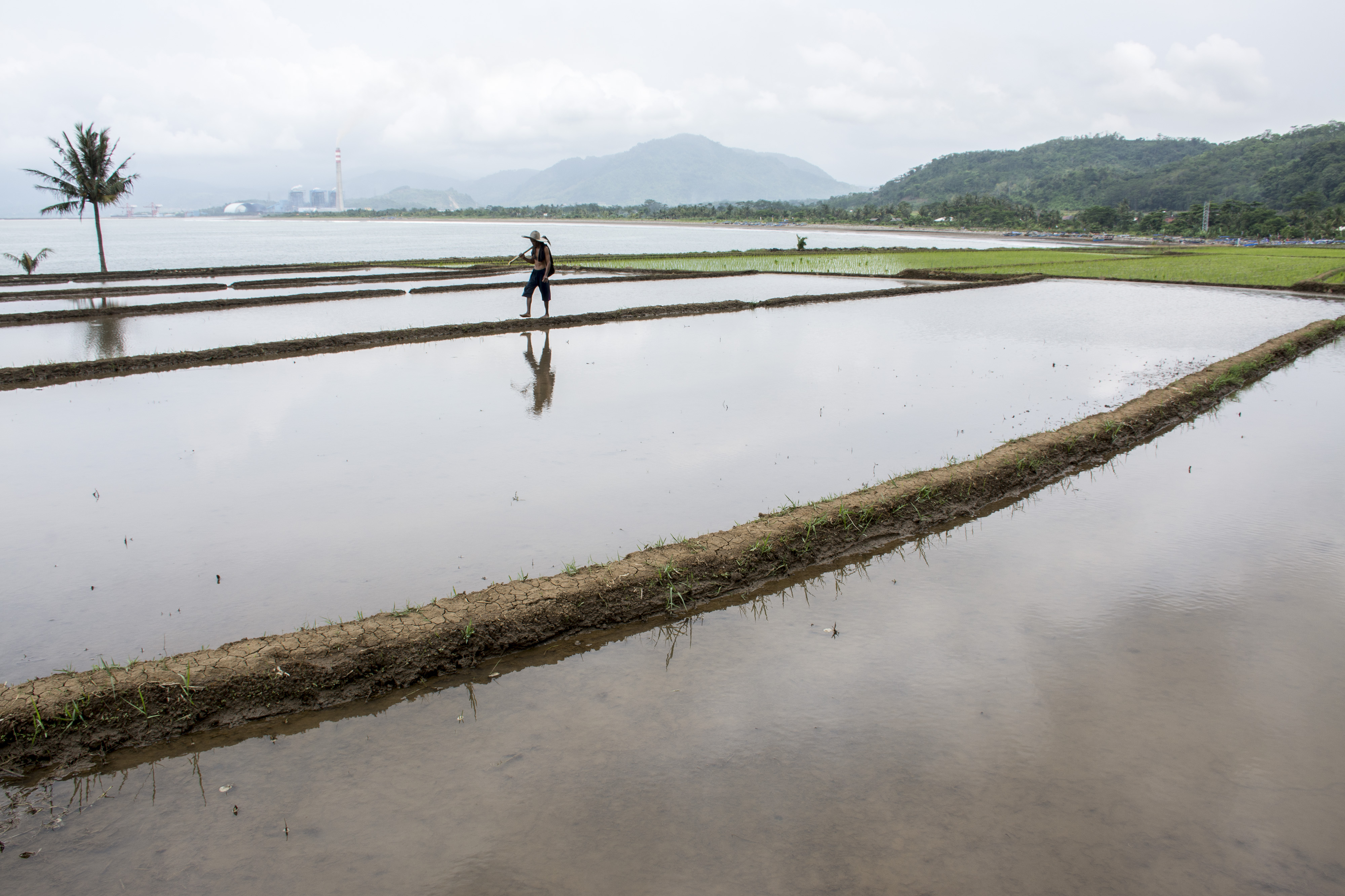 PENYUSUTAN LAHAN PERSAWAHAN: Petani berjalan di areal persawahan di Desa Simpenan, Pelabuhan Ratu, Kabupaten Sukabumi, Jawa Barat,  