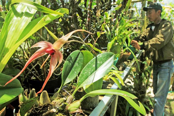 Pekerja memeriksa bibit anggrek di perkebunan bunga anggrek di Desa Tondoq Bakaru, Kabupaten Mamasa, Sulawesi Barat.