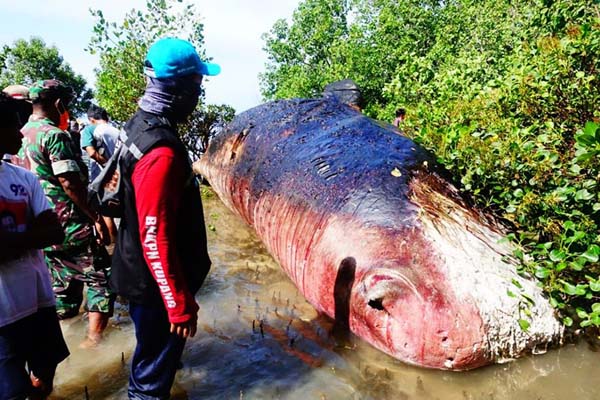 Paus jenis sperma yang mati di hutan mangrove Desa Tasilo, Kabupaten Rote Ndao.