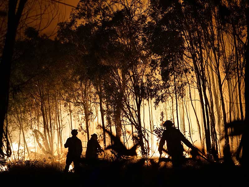 Gelombang panas sebabkan kebakaran hutan