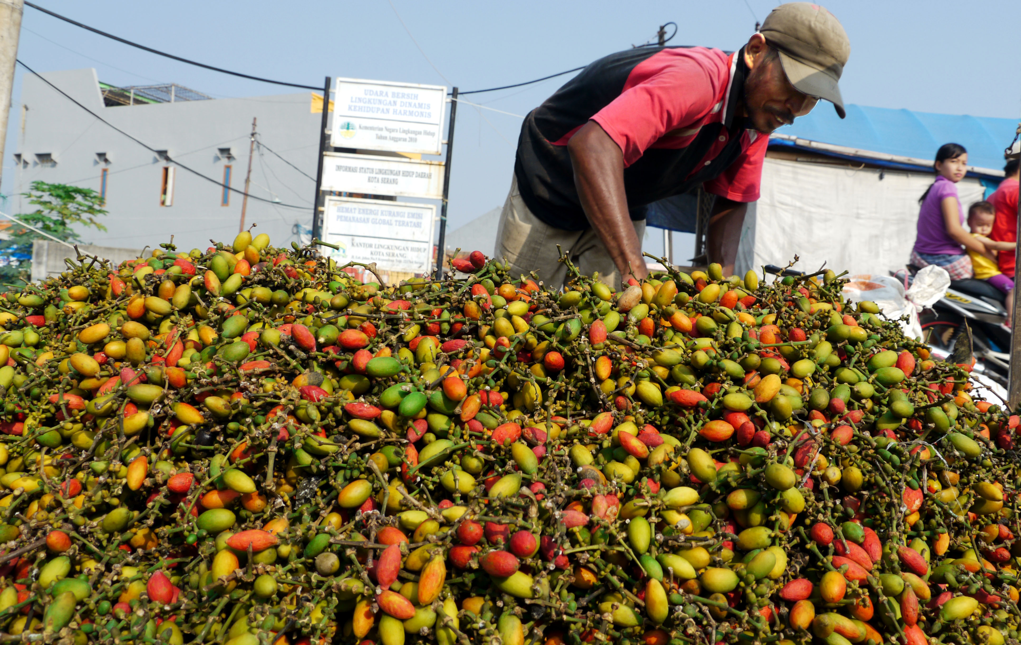 Harga Melonjak, Petani Melinjo di Pidie Gembira