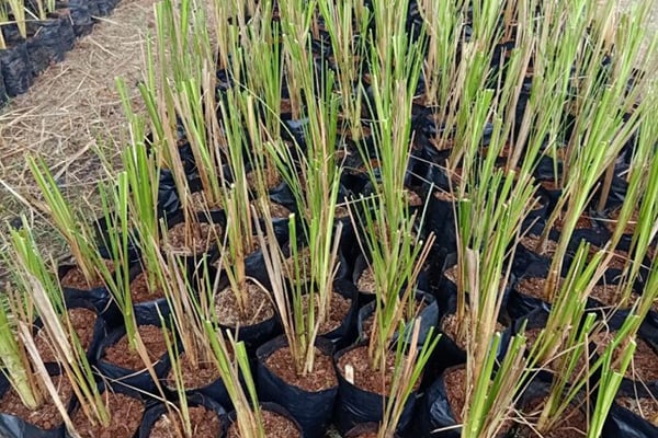 Tanaman Vertiver yang akan ditanam di hutan gundul untuk meminimalisir terjadinya longsor