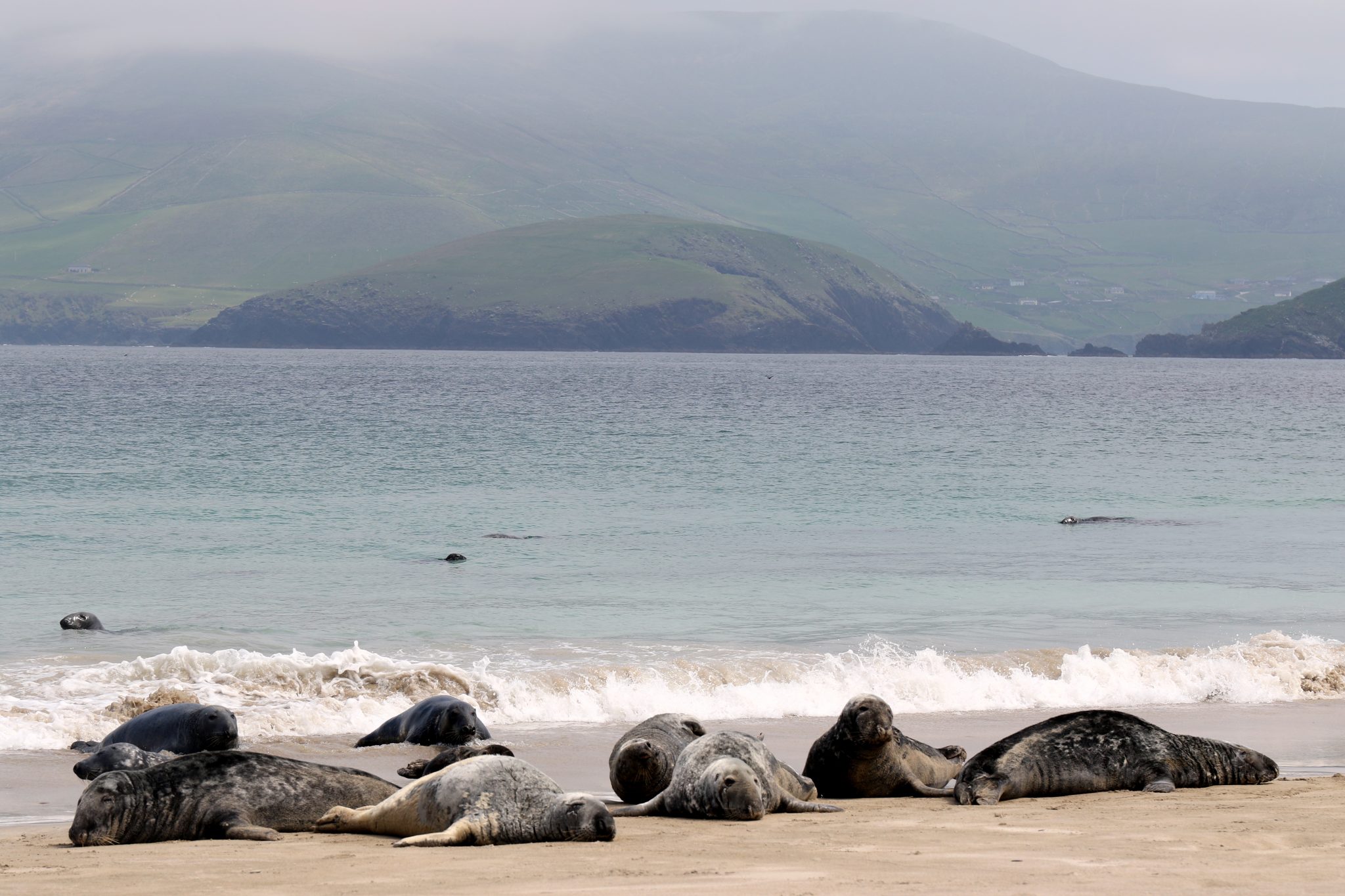 Rombongan anjing laut sedang bersantai di tepi pantai Pulau Great Blasket, Irlandia. 