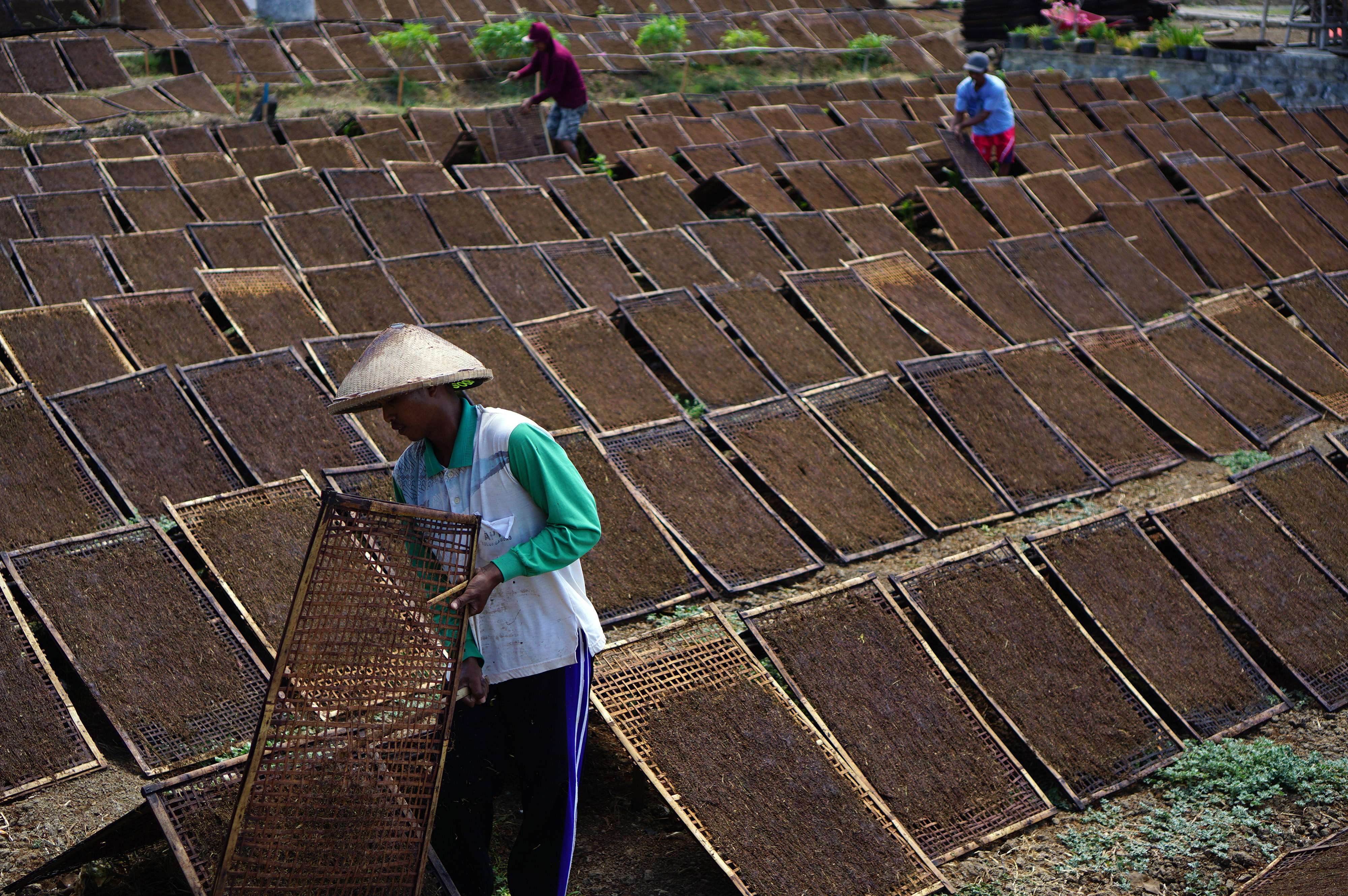 Petani di Tulungagung menjemur rajangan daun tembakau