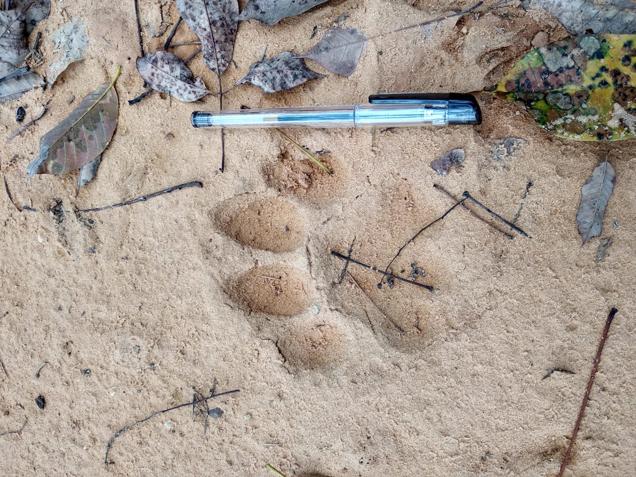 Penemuan jejak yang diduga harimau sumatra di permukiman bisa memicu konflik manusia dengan satwa liar. 