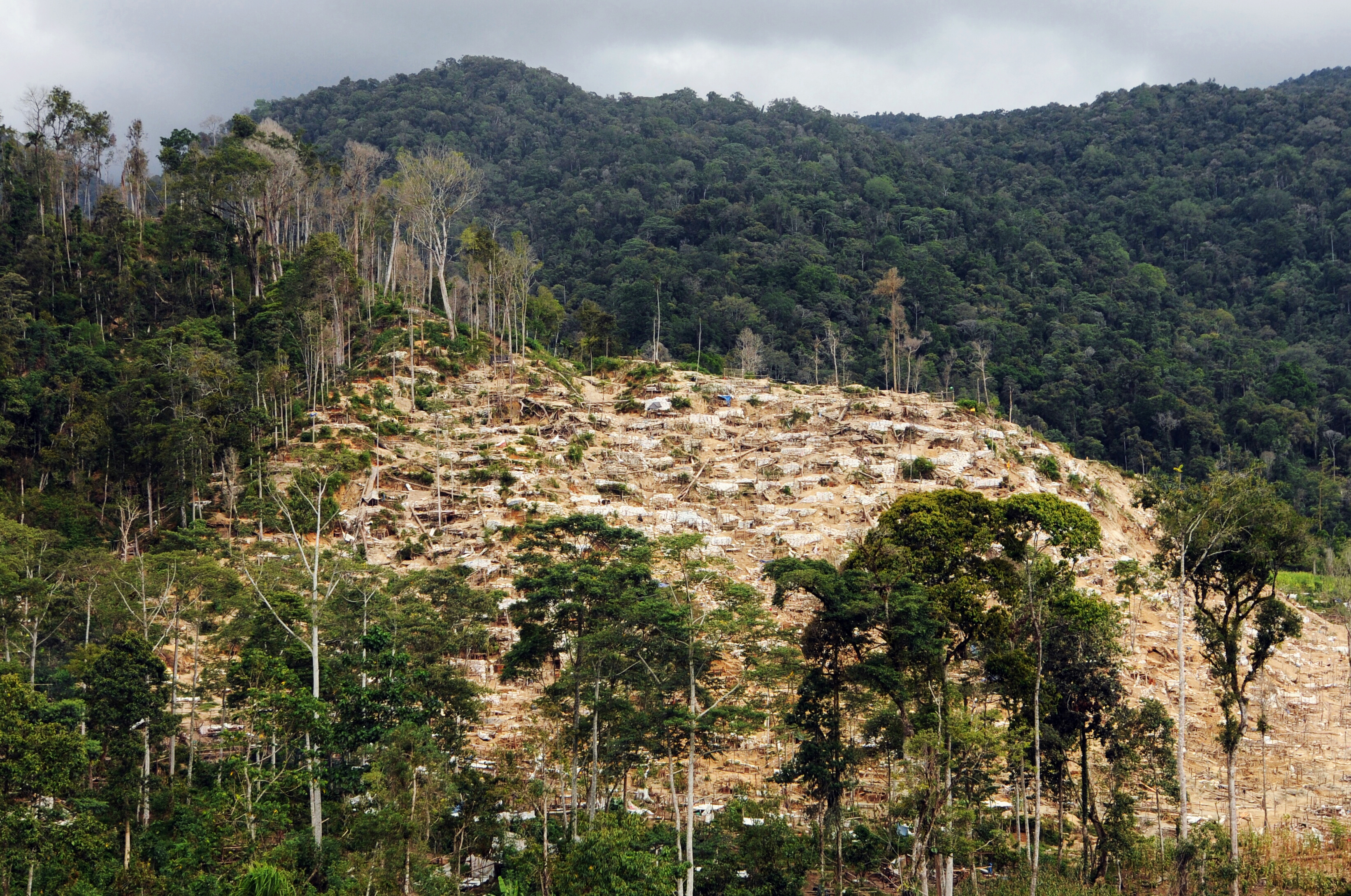 Kondisi TNLL yang rusak karena ulah penambang emas ilegal