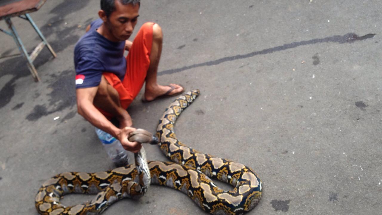 Ular piton sepanjang 4 meter dievakusasi ke Kantor Damkar Kota Bekasi, Jumat (3/1). 