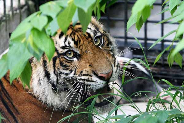 Harimau Sumatera yang ditangkap di Muara Enim tersebut terkena jerat warga karena berkonflik dengan manusia sehingga dipindahkan ke TWNC.