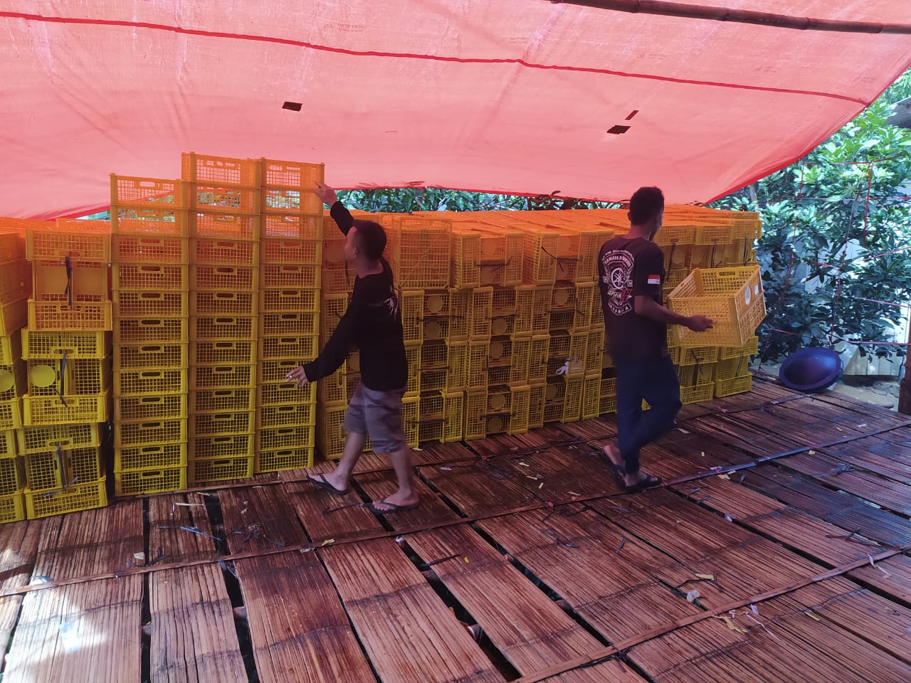 Petani manggis berada di Kecamatan Salawu, Kabupaten Tasikmalaya,Jawa Barat,