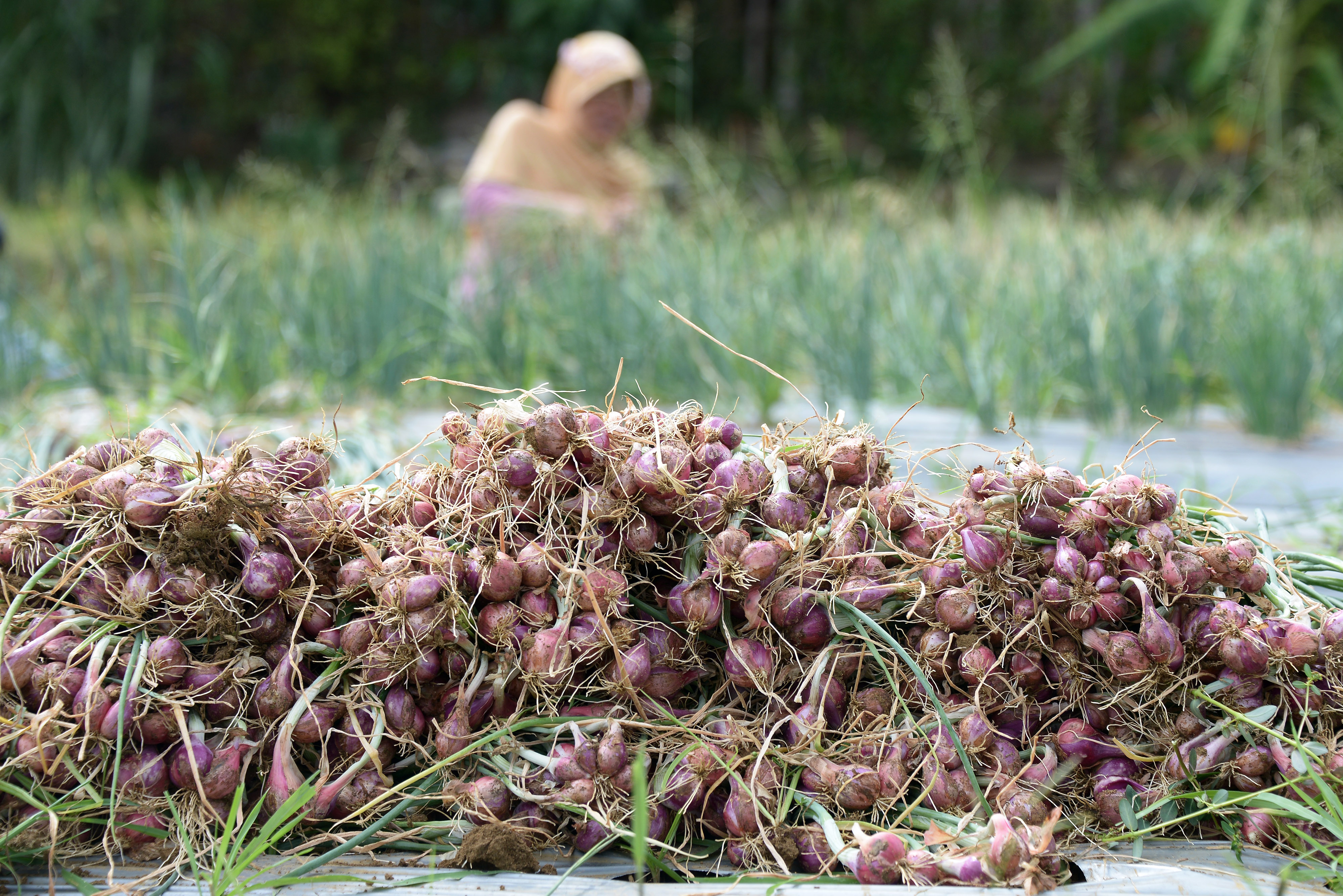Seorang petani memanen bawang merah di desa Lam Manyang, Kecamatan Peukan Bada, Kabupaten Aceh Besar