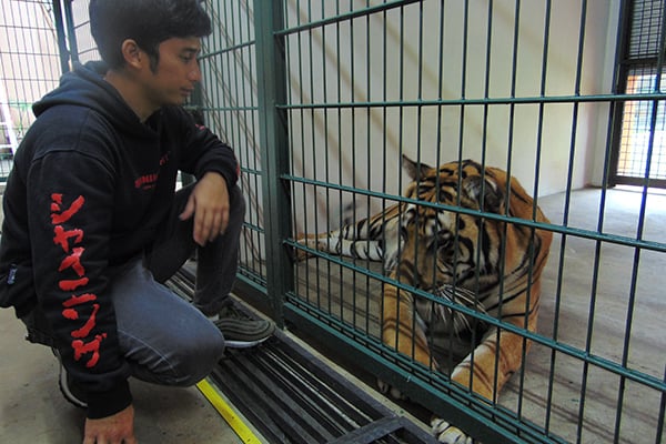 Alshad ahmad saat menyapa eshan, harimau benggala yang dipeliharanya