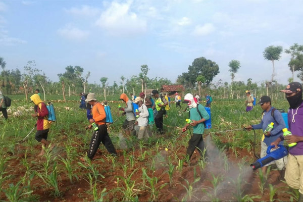  Kementerian Pertanian (Kementan) telah melakukan berbagai upaya pencegahan dan pengendalian serangan ulat grayak. 