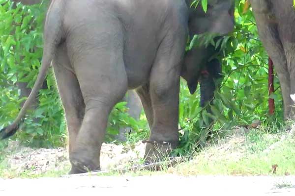 Balai Besar Konservasi Sumber Daya Alam (BBKSDA) Riau melakukan tindakan penyelamatan satwa dilindungi gajah Sumatra.