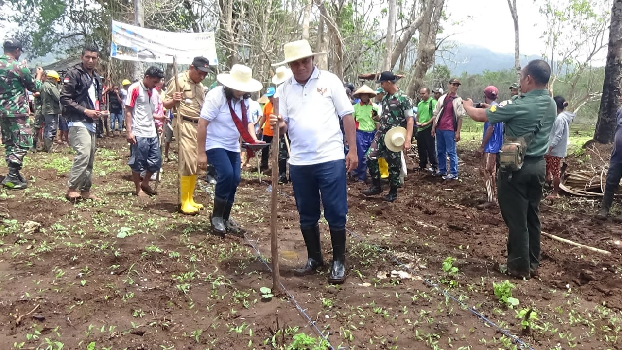 Bupati Flores Timur Antonius Gege Hadjon melakukan penanaman perdana jagung untuk mengawali program Revolusi Pertanian 2020.  