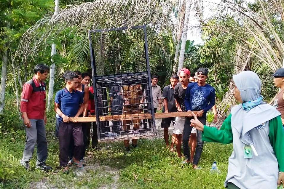  Balai Besar Konservasi Sumber Daya Alam (BBKSDA) Riau mempersiapkan kurungan bagi beruang yang masuk perkebunan di Dumai.