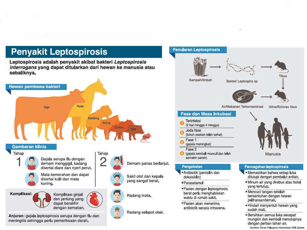 Leptospirosis, Diam-Diam Membunuh