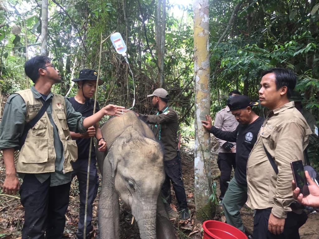 Anak gajah yang terjerat