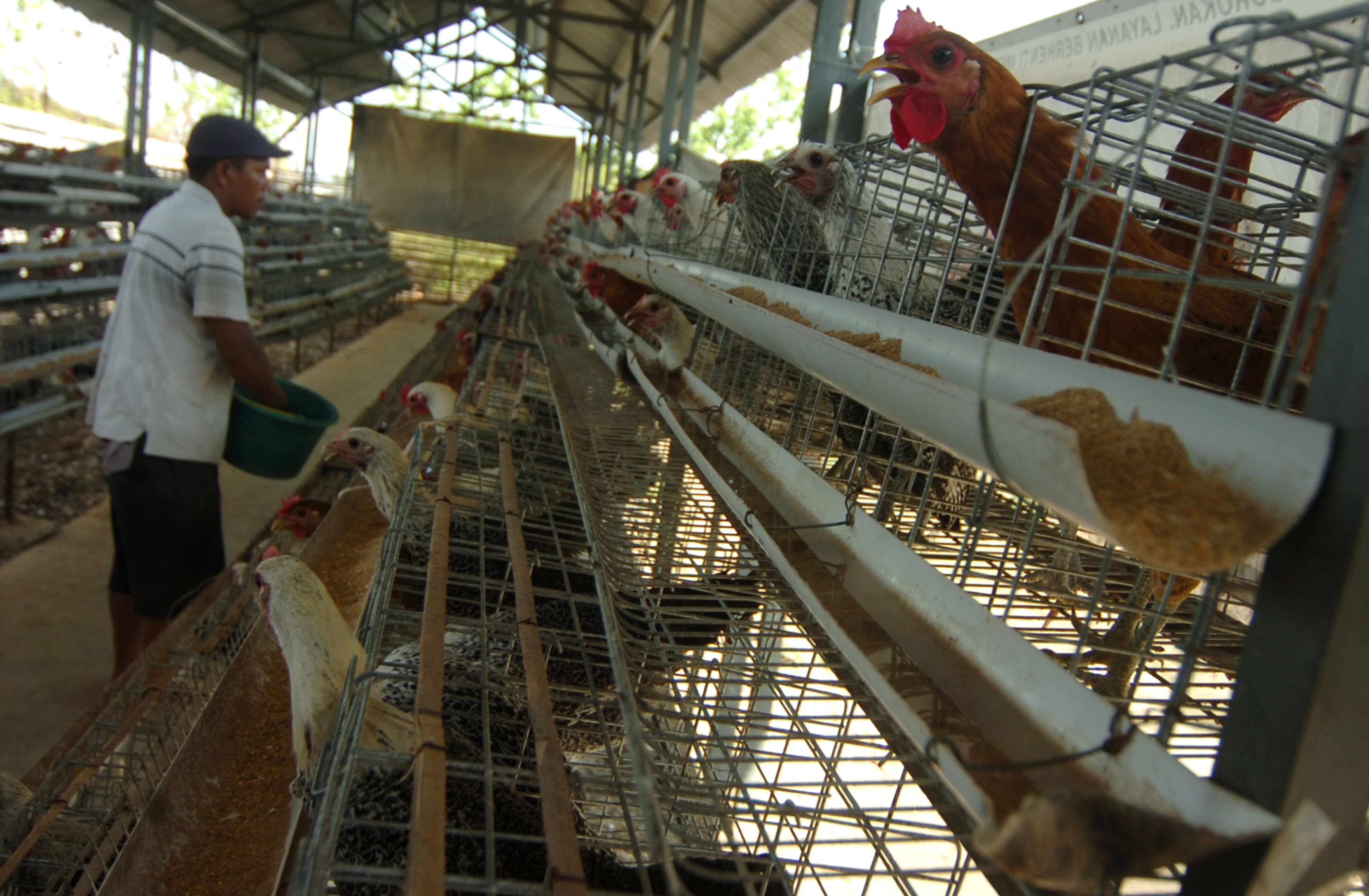  Peternak memberi pakan ayam arab di Kelurahan Panggung, Tegal, Jawa Tengah.