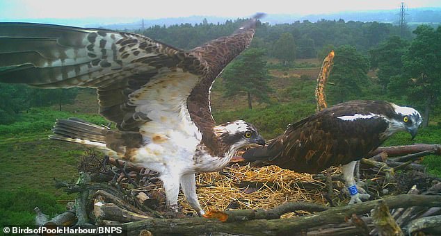 Seekor elang tiram betina muncul di Gambia setelah bermigrasi 4.000 mil dari Dorset, Inggris tempat ia menjadi bagian program konservasi.