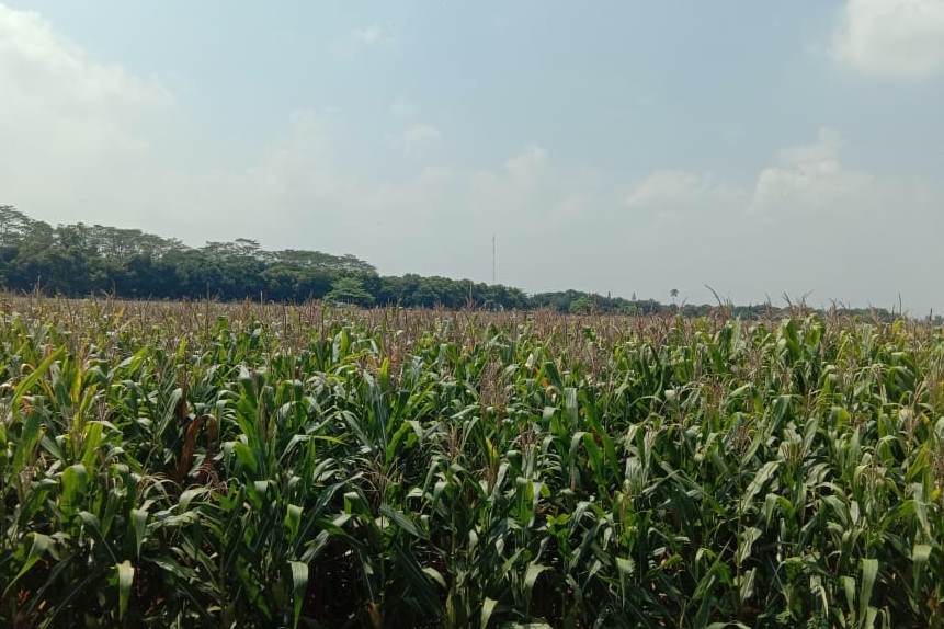 Areal jagung di Probolinggo, Jawa Timur.