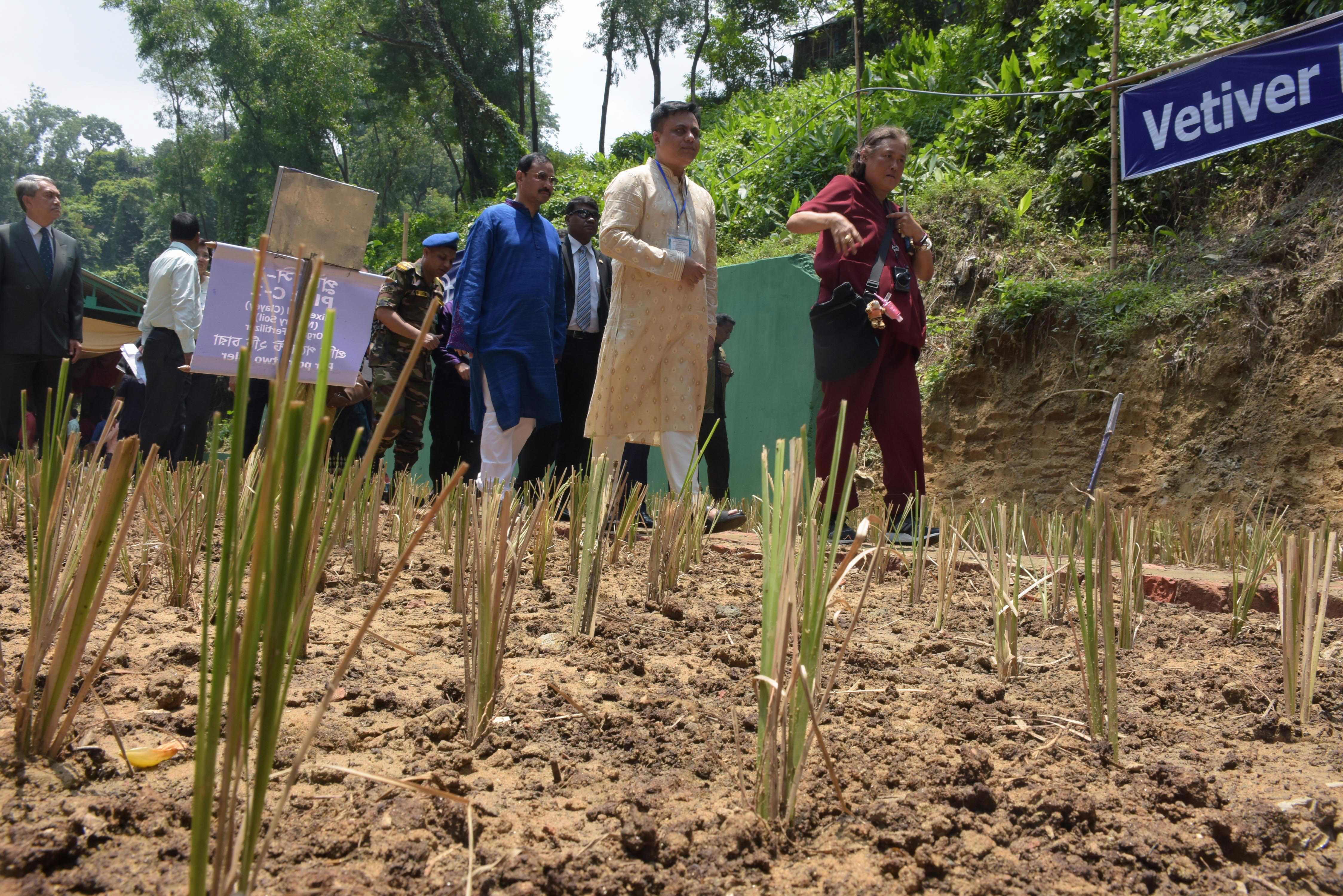 Rumput vetiver bisa mencegah tanah longsor. 