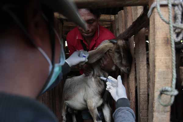 Petugas melakukan penyuntikan vaksin antraks di Desa Dadapayu, Semanu, Gunungkidul, DI Yogyakarta, Rabu (22/1)