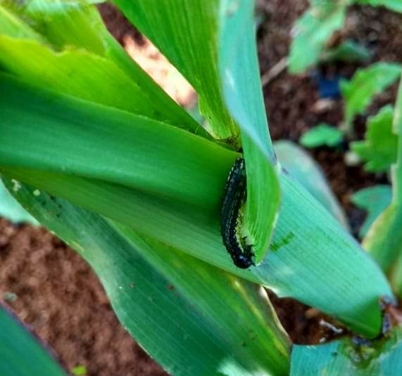 Ulat pucuk daun menyerang tanaman jagung 