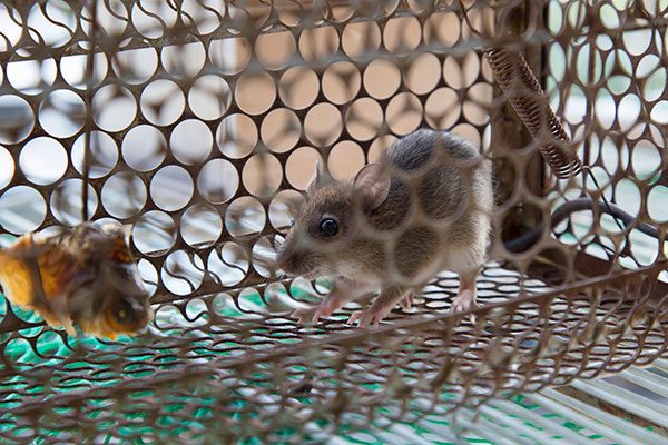 Air Kencing tikus sebab  leptospirosis